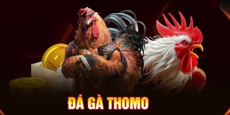Đá gà Thomo GA888 mang đến trải nghiệm tối ưu cho người chơi