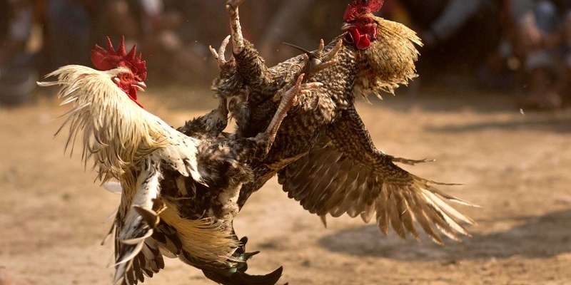 Nghiên cứu chi tiết chiến kê